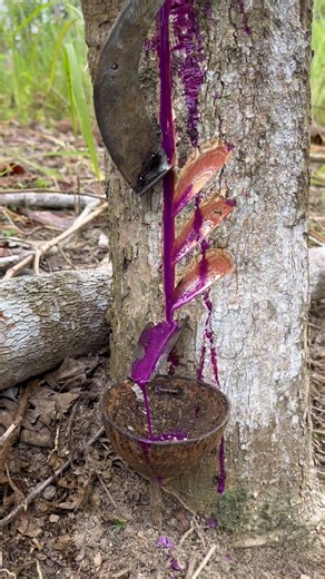 Fresh sap harvesting from the tree 🌍#natureshorts #bushcraft #satisfying #nature