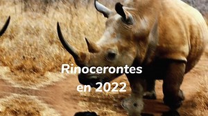 Rhinoceroses in Their Habitat: Nature's Majestic Giants