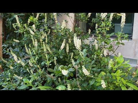 Clethra alnifolia - Summer Sweet Clethra