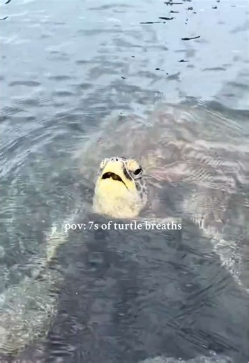 Understanding Turtle Breathing Patterns and Sounds