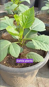 How to Grow Dahlia Flowers in Pots on Terrace | Full Care Guide