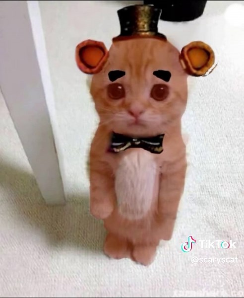 Scary Stories Compilation Part 3 #catpics🐈 #scarystory #catmemesdaily #funnymemes #catmemes #scaredcat #offlain