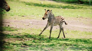 11K views · 275 reactions | Growing up zebra involves zoomies, nuzzles with mom and exploring Serengeti Crossing.煉 | Franklin Park Zoo | Facebook