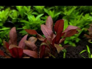 Cryptocoryne Parva - Unboxing and Planting