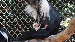 Help us name our baby Angolan colobus! Our Primate Department picked out three names for her, but they’re at a standstill right now … so we’re going to need your votes to decide. Do you like Zera, Nyani or Bella? https://www.surveymonkey.com/r/HelpNameOurAngolanColobus | Zoo Atlanta