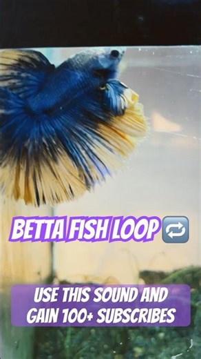 BETTA FISH LOOP 🔁♾️ #bluebettafish #fish #fishbreeding #bettafishuae #betta #aquariumfishbreeding