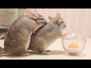 【チンチラ】ハムスターとチンチラを会わせたらまさかの反応…。【Chinchilla】