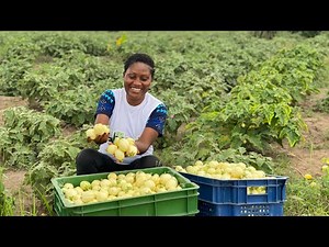 Vegetable Farming Explained | Details On How Beginners Can Make PROFITS From Small FarmLand
