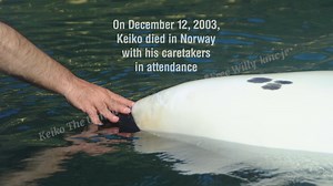 "Do we have DNA from Keiko?"... this was one of the questions asked at Superpod 8, after a special screening followed by a Q&A with Orca expert, Dr. Naomi Rose, From The Dolphin's Point of View, and Filmmaker Theresa Demarest. Dr. Naomi explains why we don't have Keiko's DNA and Theresa responds why she chose to make "Keiko: The Untold Story of the Star of Free Willy" the way she did. Learn more about Keiko with our documentary, available worldwide on Vimeo: https://vimeo.com/ondemand/keikotheun