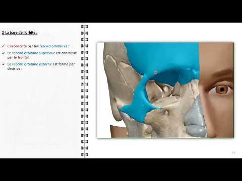 ANATOMIE FMPM ANATOMIE DE L’ORBITE ET SA VASCULARISATION