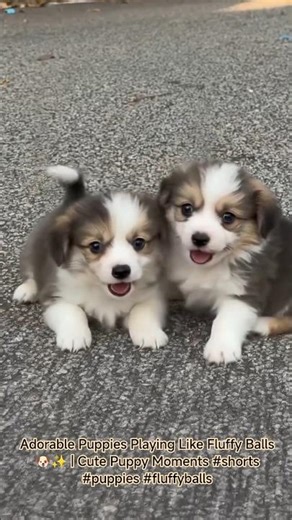 Adorable Puppies Playing Like Fluffy Balls 🐶✨ | Cute Puppy Moments #shorts #puppies #fluffyballs
