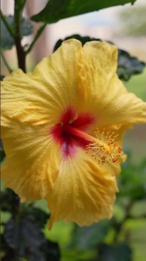 Most people know the hibiscus. Almost nobody knows what the colors mean.
