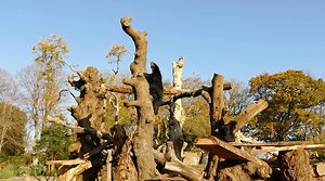 10K views · 881 reactions |  Chui and Bahia’s enclosure has had a makeover  Our Andean bears have been exploring their new climbing frame made from old trees that were donated to us from across Jersey. Our bear duo has certainly been showing off their superb climbing skills! | Jersey Zoo | Facebook
