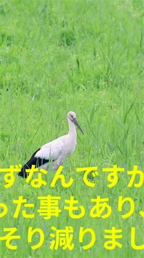 #渡良瀬遊水地 #コウノトリ 7/12 渡良瀬遊水地コウノトリ観察デッキの様子