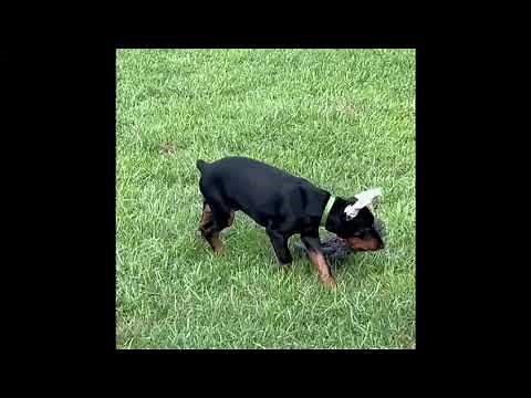 European Doberman puppy for sale