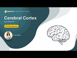 Descending Tracts of Spinal Cord | Cerebral Cortex