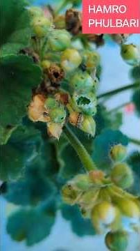 How to get rid of budworms & insects from Geranium | जेरेनियममा किराबाट बच्ने उपाय! #shorts