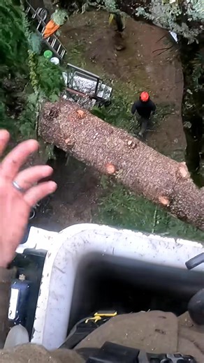 Nature puts up a fight, but steel always wins 🌲 #treechopping #chainsaw #asmr | Guilty of treeson