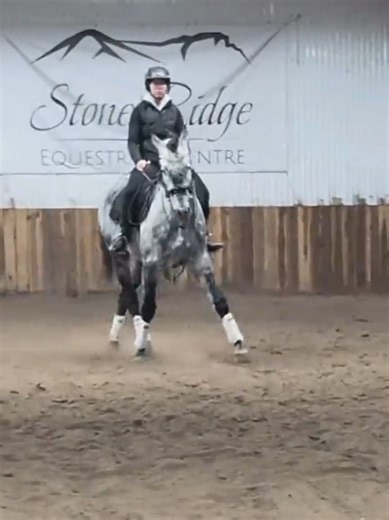 repost cuz the music stopped working 💀 #thoroughbredgelding #equestrianfyp #flatworkschooling #dressage #hunterjumpersoftiktok