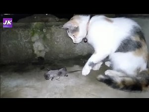 Tom & Jerry on Reality face to face