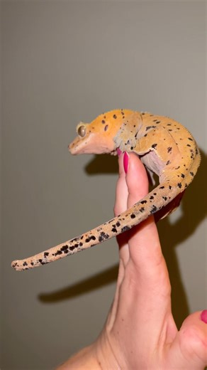 Ink spot crested gecko ! #gecko #crestedgeckos