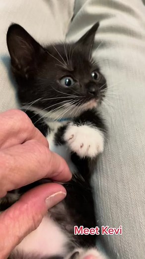 Meet Kevi! Baby Tuxedo Kitten Exploration