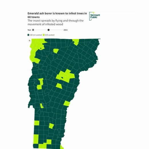 7.6K views · 45 reactions | The tiny insect expected to kill most of the ash trees in Vermont continues its advance, infesting trees in over a quarter of the state's towns. https://www.vermontpublic.org/local-news/2024-07-03/map-emerald-ash-borer-is-now-killing-trees-in-at-least-68-vermont-towns | Vermont Public | Facebook