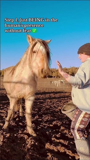 How to Get the First Touch with Your Wild Mustang 🐴 Wild Horse Training 101