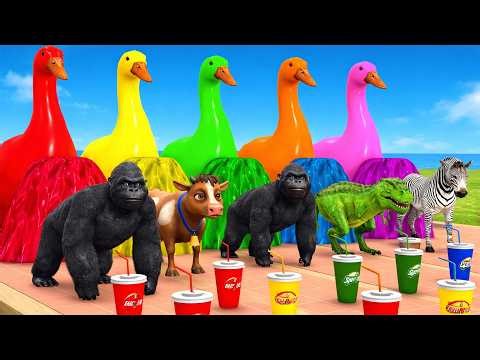 Crazy Ducks Funny Moments 🦆 | Krazy Duck World | Cute & Funny Animals Ducks Doing Crazy Things 😂