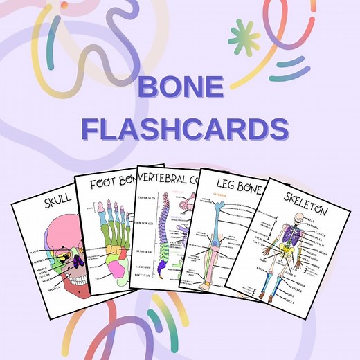 Bone Anatomy Flashcards – Complete Guide (PDF) - Etsy