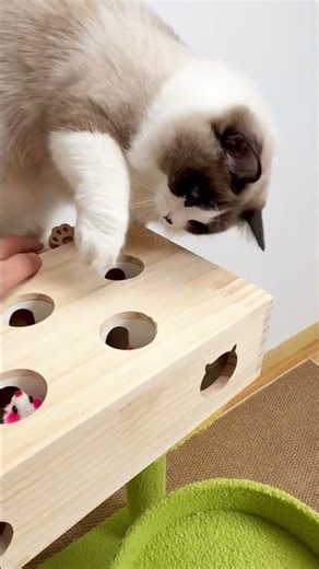 Whack-a-mouse cat toy brings endless fun! Interactive play, perfect for bored kitties.