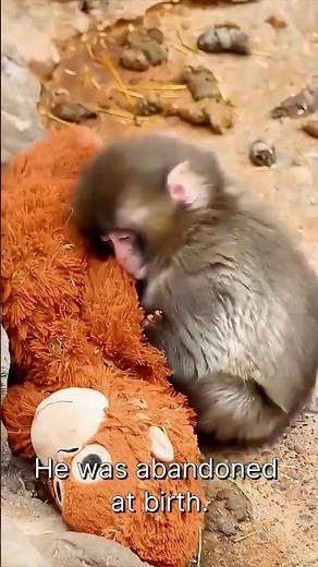 L'histoire touchante de Punch : le singe le plus seul au monde 🐒🥺 #PunchLeSinge #SingeSeul #Punch