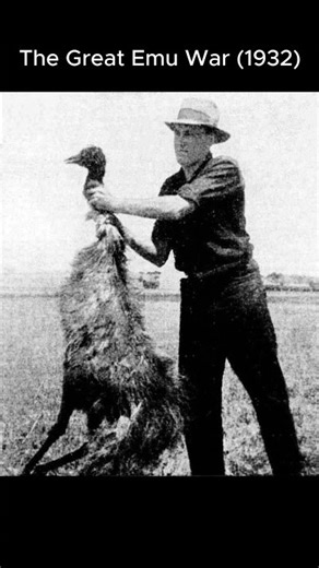 The Great Emu War 1932 #history #interestingfacts #emus