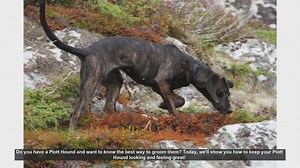Essential Grooming Tips for Your Plott Hound
