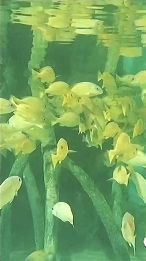 Nature’s Calm Rhythm | Fish Moving Together #underwater #fish #nature #calm #peace