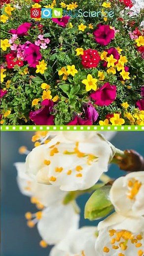 Flowering and Non-Flowering Plants #shorts #ngscience