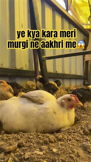 Adorable Hen Enjoying a Soil Bath!m | murgi mitti me khelte hue | #murgi #ytshorts