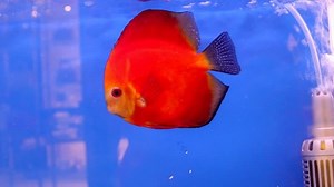Orange Pompadour Discus Fish Swimming Aquarium Stock Footage Video (100% Royalty-free) 11143667 | Shutterstock