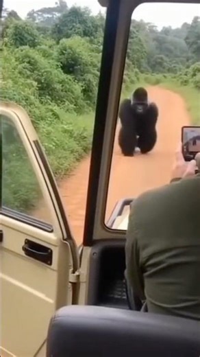 Safari Door Left Open — Gorilla Closes it Himself