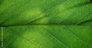 Green leaf texture. Leaf close-up. The sun's rays shine on the green veins of the plant. The world of plants and flora.
