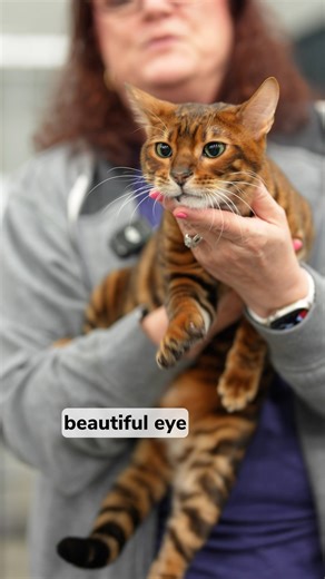 57K views · 6.9K reactions | This is the most beautiful thing you'll...