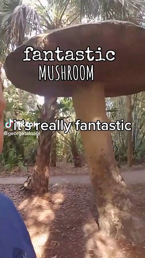 Discover the World's Largest Mushroom Fruiting Body
