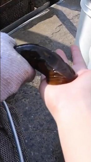 Have you ever seen a lampry bite? | #lamprey #ontario #invasive