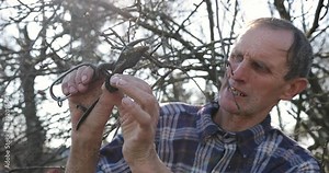 Senior farmer pruning tree. Gardener cutting branch in orchard at spring. Old man using pruning shears during gardening. Gardener cutting branch by pruning shears. old man gardening at his orchard. Cl