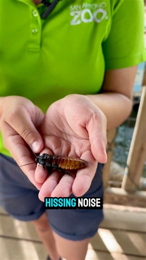 Happy #NationalBeNicetoBugsDay! Learn more about one of nature’s most iconic bugs, the Madagascar hissing cockroach, from San Antonio Zoo Educator Emma! ❤️🪳 | San Antonio Zoo