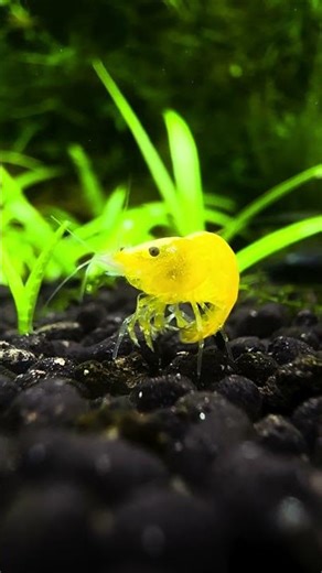 Yellow fire Shrimp #aquarium #aquascape #shrimp #fish