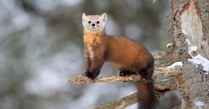 Game Commission considering plan to reintroduce American marten to Pennsylvania