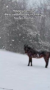 Fostering is the MOST effective way to save the lives of horses in need. We have the ability to save more lives and the resources to do so, if we can secure more foster spaces able to be certain long term fostering and being part of the HOP team is right for them! We cover ALL vet care and farrier care. Fosters usually cover hay and grain. This is a tax deduction. We also love working with board facilities. If fostering may be the right fit for your in your effort to volunteer for a non profit a