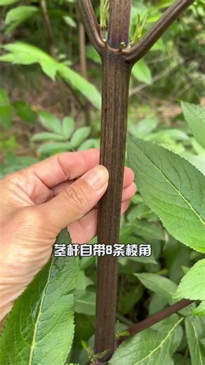 村裡老人都在找的接骨草辨識特徵 莖桿自帶八條棱角葉片對生、羽狀複葉揉碎有濃烈臭味花開小白花成熟的果子為橙紅色。