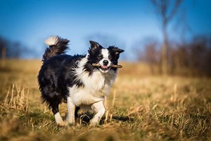 How To Keep a Border Collie Busy (9 Tips for Small Spaces) - Active Dog Breeds